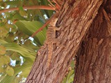 Madagaskar_201