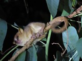 Madagaskar_202