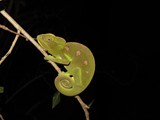Madagaskar_203