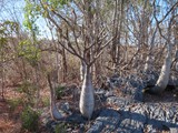 Madagaskar_214
