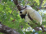 Madagaskar_215
