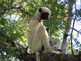 Madagaskar_216