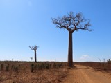Madagaskar_244