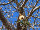 Madagaskar_252