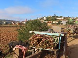 Madagaskar_321