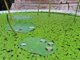 vietnam+kambodscha_038