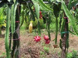 vietnam+kambodscha_102