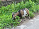 vietnam+kambodscha_122