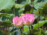 vietnam+kambodscha_147