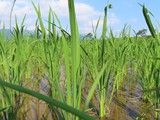 vietnam+kambodscha_149