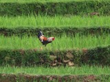 vietnam+kambodscha_150