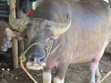vietnam+kambodscha_154