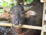 vietnam+kambodscha_156