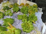 vietnam+kambodscha_175