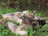vietnam+kambodscha_481