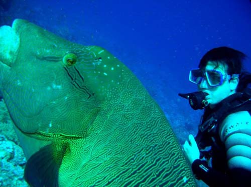 Ein Napoleonfisch und ich im roten Meer.