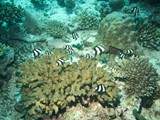 malediven_024