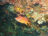 malediven_050