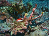 malediven_088