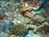 malediven_092
