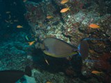 malediven_155