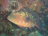 sharm11