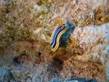 sharm12