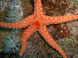 sharm22