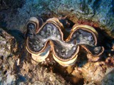 sharm24