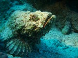sharm39