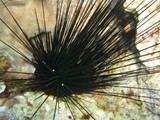 sharm42