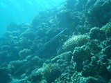 sharm48