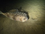 sharm53
