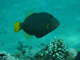 sharm59