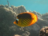 sharm68