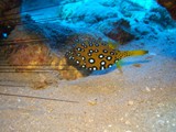 sharm69