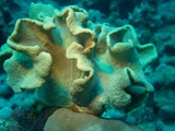 sharm77