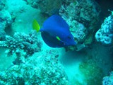 sharm79