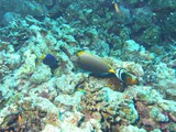 aegypten_2024-12-31_10-41-13_dsci9469
