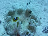 aegypten_2024-12-31_10-50-47_dsci9481