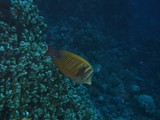 aegypten_2025-01-01_06-40-42_dsci9557