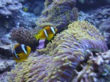 aegypten_2025-01-01_07-25-04_dsci9650