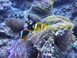 aegypten_2025-01-01_07-25-07_dsci9651