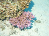aegypten_2025-01-02_06-11-54_dsci9885