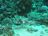 aegypten_2025-01-02_12-15-03_dsci9961