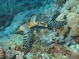 aegypten_2025-01-03_06-43-39_dsci0187