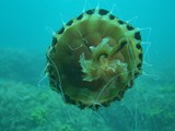 vrsar2010_49