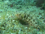 vrsar2010_55