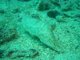 vrsar2010_67